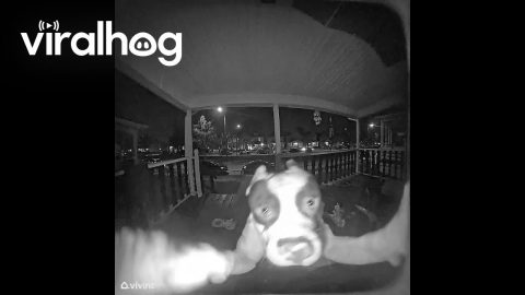 Dog Rings the Doorbell to Come Inside || ViralHog