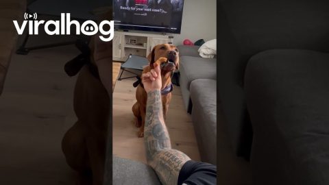 Dog's Reaction to me Pretending to Sleep with Food in my Hand || ViralHog