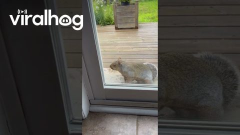 Persistent Squirrel Asks For Treats || ViralHog