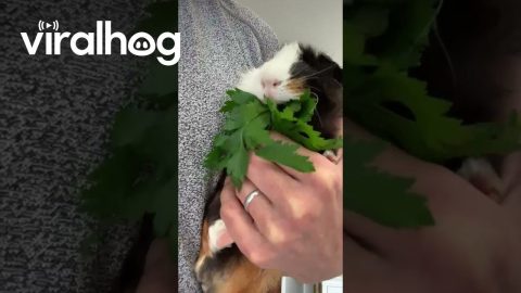 Milo Is a Parsley Eating Machine || ViralHog