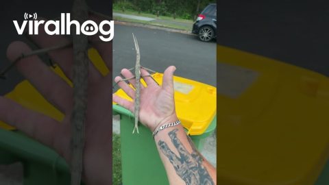 Giant Stick Insect On Wheelie Bin || ViralHog