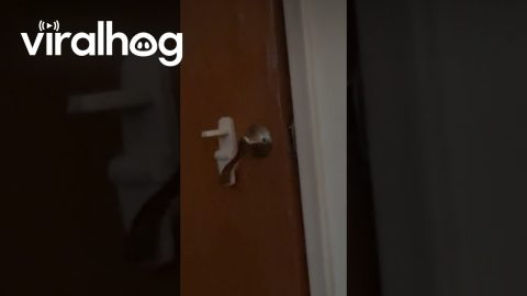 Cat Comes And Goes || ViralHog