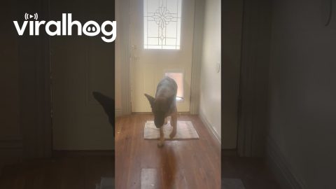 Deer Follows Dogs Inside || ViralHog