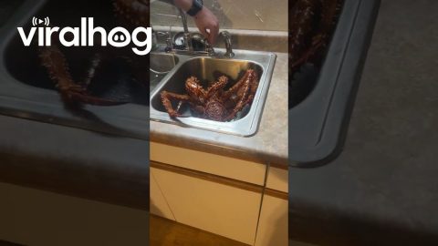 Giant Crab In the Sink || ViralHog