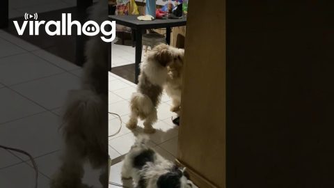 Shih Tzus Lean On Each Other || ViralHog