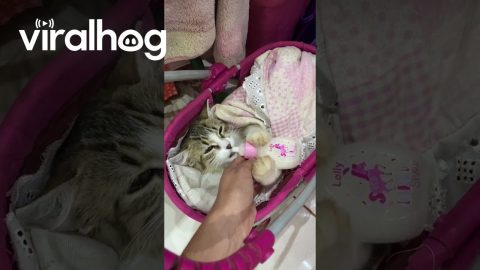 Girl Babies Her Cat While Doing Homework || ViralHog