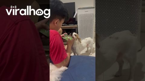 Dog Competes With Game For Owner's Attention || ViralHog