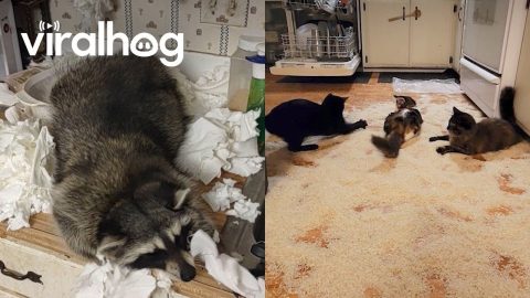 Funniest Kitchen Messes || ViralHog