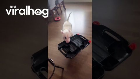 Bull Terrier Pup Has Decided This Toolbox is His || ViralHog