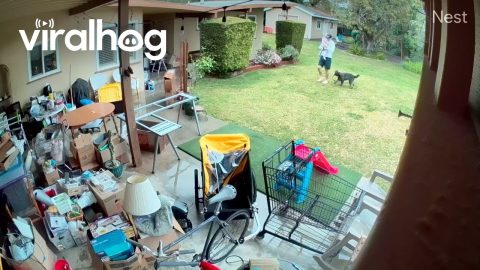 SmackDown Puppy Edition || ViralHog