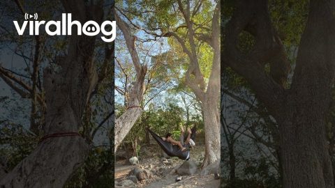 Hammock With a Hole Rips on Couple || ViralHog