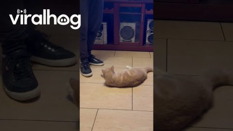 Parkouring Cat Does Flip and Grabs Leg Upside Down || ViralHog