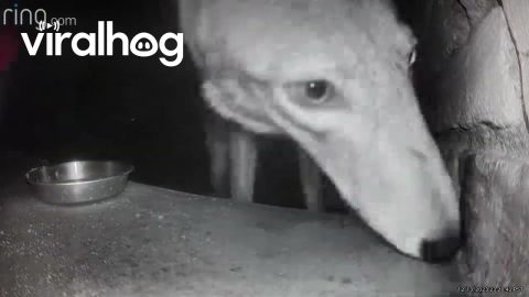 Coyote Steals Ring Camera || ViralHog
