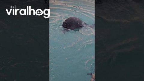 Squeaking Otter Pup Sneaked Away || ViralHog