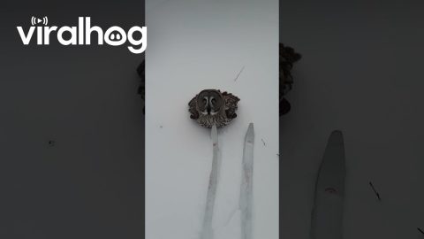 Beautiful Wild Owl Lands Right Next to Skier || ViralHog