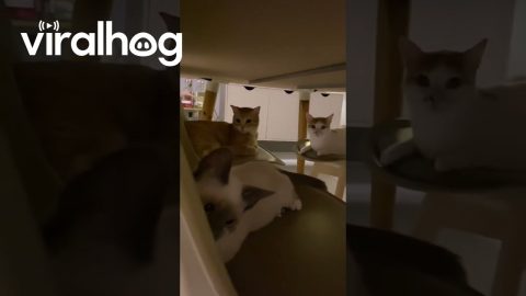 Kittens Hold Secret Meeting Under Table || ViralHog