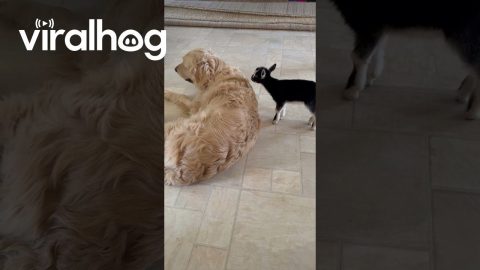 Golden Retriever Cares For Baby Goat || ViralHog