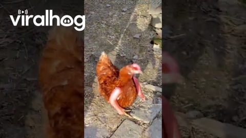Hen Sports New Appendages || ViralHog