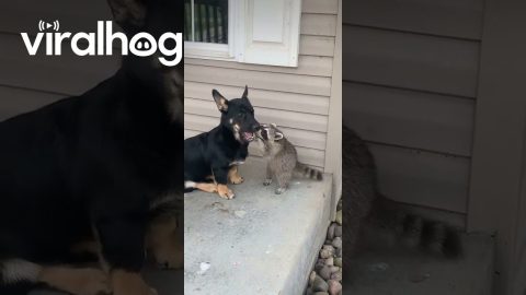 Small Dog and Raccoon Friend are Reunited || ViralHog