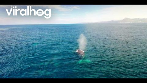 Drone Video of Five Whales Repeatedly Breaching || ViralHog