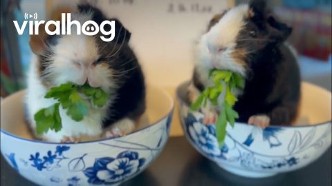 Milo vs Wilbur Guinea Pig Parsley Eating Content || ViralHog