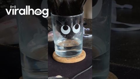 Cat Drinks From Googly Eye Glass || ViralHog