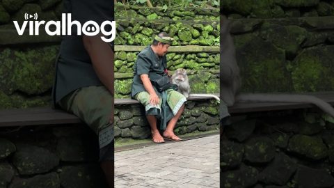 Monkey Takes Food From Man's Mouth || ViralHog