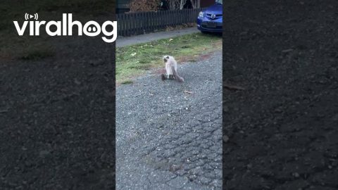 Fluffy Neighborhood Cat Follows a Mouse Across the Street || ViralHog