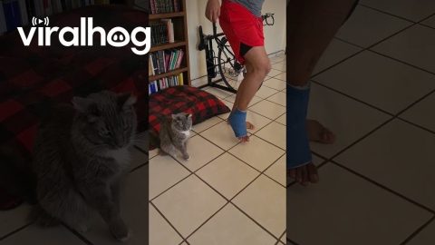 Copy Cat Mimics Human Using Crutches || ViralHog