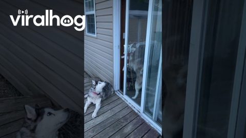Husky Opens Door By Herself || ViralHog