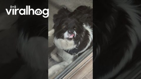 Dog Smiles At The Door || ViralHog