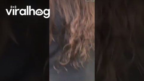 Girl Helps a Stray Puppy With Its Head Stuck In a Container || ViralHog
