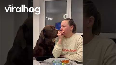 Chocolate Lab Steals Pizza Right Out of Owner's Mouth || ViralHog