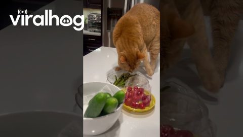 Cat Tries to Bury My Asparagus || ViralHog
