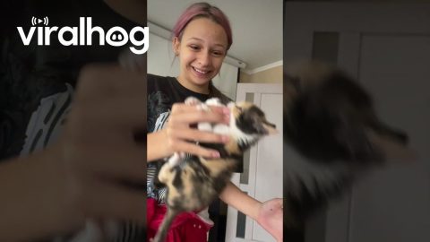 Kitten Won't Let Go of Her Paper Prey || ViralHog