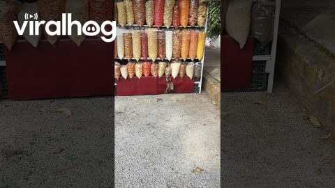 Squirrel Steals From Street Vendor in Mexico || ViralHog