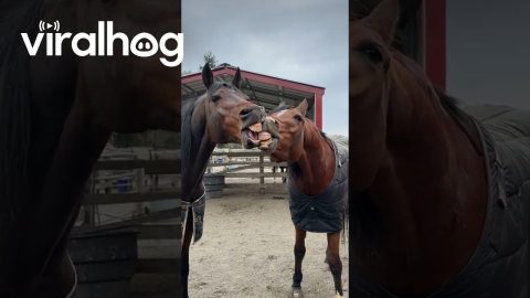 Horses Share Toothy Kiss || ViralHog