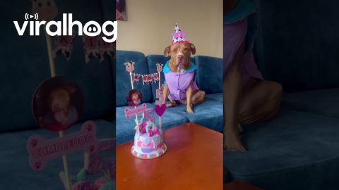 Kira the Dog is Excited to Celebrate Her Birthday || ViralHog