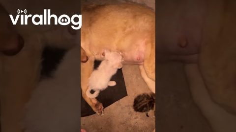 Lost Kittens Feed From Patient Momma Dog || ViralHog