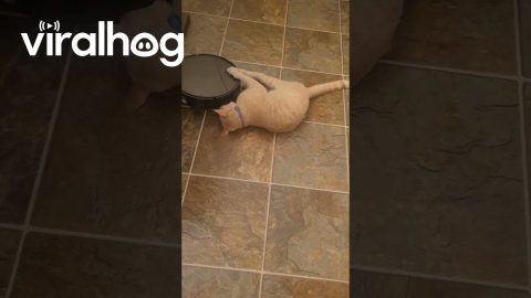 Cat Claws Control Robot Vacuum || ViralHog