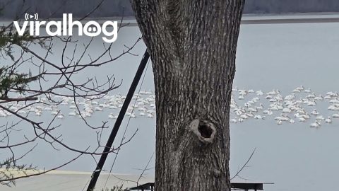 Giant Pod Of Pelicans || ViralHog