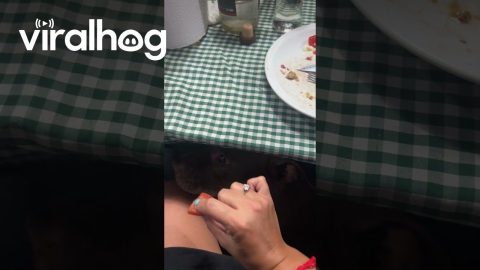 Vegetarian Dog Doesn't Want Meat || ViralHog
