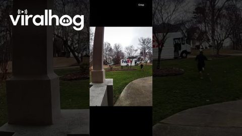 Little Dog Chases Away Mailman || ViralHog