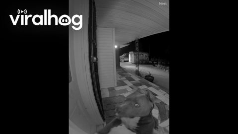 American Bully Rings the Doorbell || ViralHog