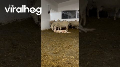 Dog Loves Attention From Sheep || ViralHog