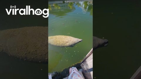 Farting Manatee Becomes A Manatoot || ViralHog