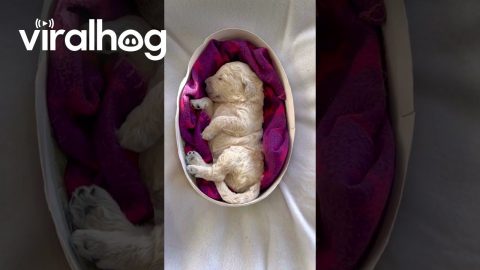 Goldendoodle Easter Egg || ViralHog
