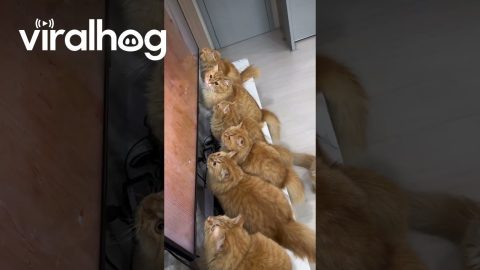 Orange Cats Watch TV || ViralHog