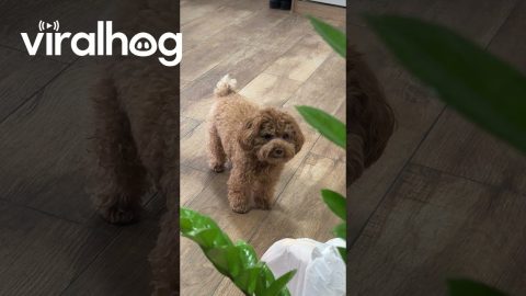 Dog Meows Like a Cat || ViralHog