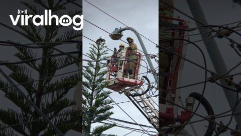 Firefighters Rescue A Cat Stuck in a Tall Tree || ViralHog